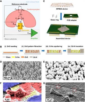 Intracellular Recording of Cardiomyocytes by Integrated Electrical Signal Recording and Electrical Pulse Regulating System